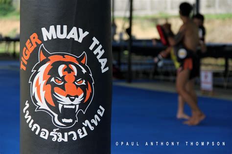 tiger muay thai and mma training camp s chiang mai camp going full steam