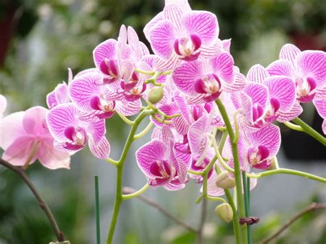 april  national orchid day  warrior messenger