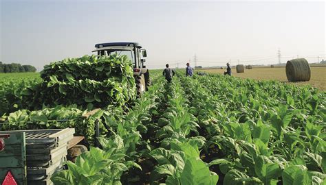 tabakanbau  blaetter fordern extrem schonende ernte
