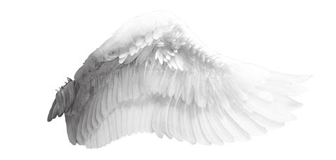 angel wing clip art side view angel wings png transparent png images