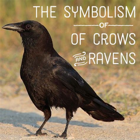 raven  crow symbolism  meaning hubpages