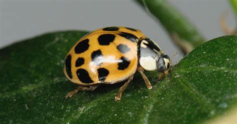 British Ladybirds Wiped Out By Foreign Harlequin Mirror