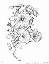 Petunia Drawing Tattoo Petunias Coloring Flower Drawings Pages Flowers Tomey Indulgy Sketch Paintingvalley Sketches sketch template
