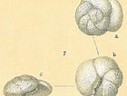 Afbeeldingsresultaten voor "globorotalia Scitula". Grootte: 140 x 106. Bron: www.marinespecies.org