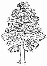 Cedro Arbol Caoba Arboles Olmo Cedros Midisegni Löwenzahn 5b1 Riscos sketch template