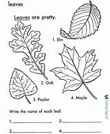 Coloring Leaf Leaves Pages Printable Tree Print Arbor Color Trees Kids Types Fall Colouring Sheets Palm Sheet Printables Large Identification sketch template