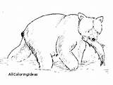 Coloring Grizzly Pages Getdrawings Bear sketch template