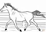 Coloring Pages Arabian Mare Horse Printable Drawing Paper sketch template