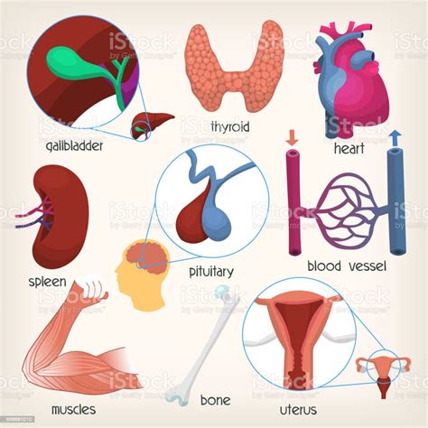 ilustración de Órganos del cuerpo humano parte 2 y más vectores libres