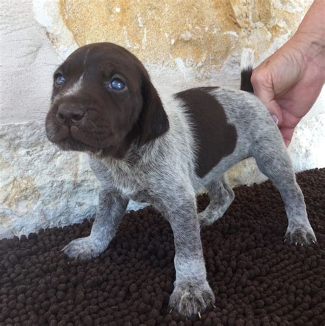 german shorthaired pointer puppies  sale wimberley tx