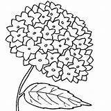 Hydrangea Hortensias Sheets Hydrangeas Adulti sketch template