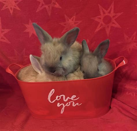 Northern California Angora Guild Bunny Love For Valentine