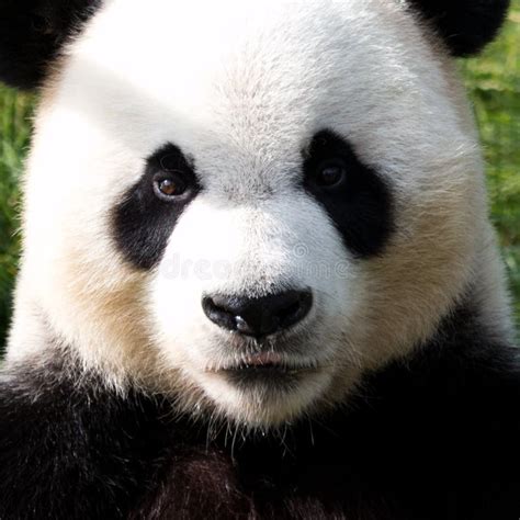 close  giant pandas fluffy face china stock photo image  panda lovely