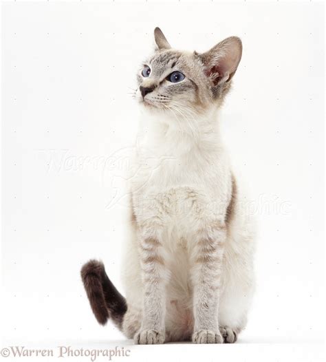 lilac point siamese cat sitting photo wp