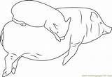 Coloringpages101 Pig sketch template