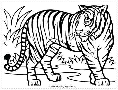 white tiger coloring page  getcoloringscom  printable
