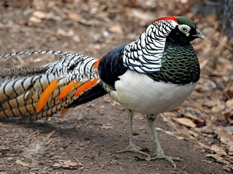 lady amhersts pheasant facts pictures   information
