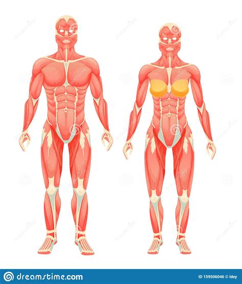 anatomical structure of female and male human bodies