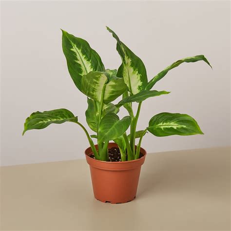grow dumb cane   seed pods   care  dieffenbachia dumb cane  busy