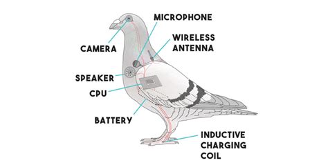 pigeon drone  surveillance technology pigeons arent real