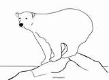 Arctic Animal Coloring Reddit Email Twitter sketch template