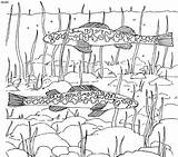 Aquatic Freshwater sketch template