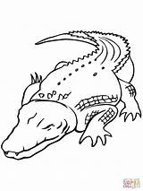 Crocodiles Saltwater sketch template