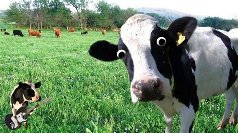 i m a cow song youtube