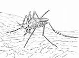 Mosquito Febre Amarela Colorir Fever Fiebre Amarilla Imprimir sketch template
