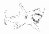 Shark Bull Coloring Pages Printable Designlooter Drawings sketch template