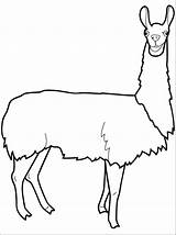 Llama Coloring Pages Cute Drawing Alpaca Printable Para Colorear Print Color Kids Dibujos Getcolorings Head Clipartmag Animal Pixshark Guardado Desde sketch template
