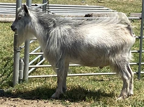 Nigerian Dwarf Dairy Goat Silver Buck