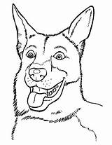 Herder Mechelse Kleurplaat Malinois Belgian Categorieën sketch template