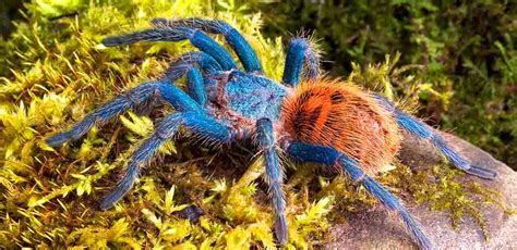 green bottle blue tarantula perfect  beginners