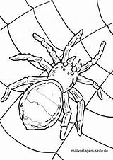Spinne Ausmalbild Ausmalbilder Malvorlage Spinnen Kinderbilder Herunterladen Spinnennetz Großformat öffnen sketch template