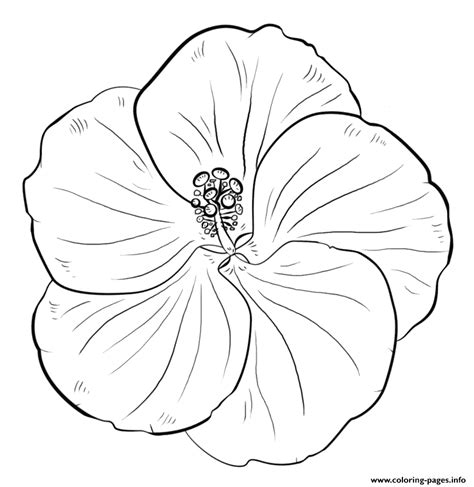 hibiscus flower coloring page printable