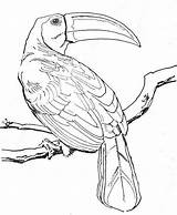 Amazonienne Foret Oiseaux Greatestcoloringbook sketch template