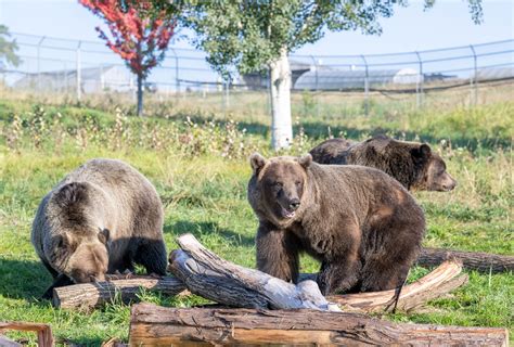 alaska bears spent  lot  time eating berries   biologist