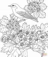 Coloring Pages Bird Eastern Bluebird Flower State Hawthorn Missouri Printable Blue Drawing sketch template