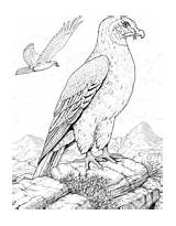 Hawk Prey Bird Coloring Printable Version Color Click Online sketch template