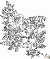 Coloring Rose Pages Roses Flower Clipart Intricate Library sketch template