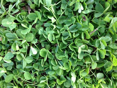 clover  sustainable lawn grass alternative  wixx