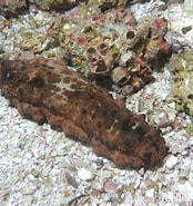 Afbeeldingsresultaten voor "stichopus Horrens". Grootte: 174 x 185. Bron: reeflifesurvey.com