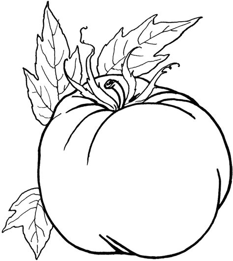 fruits  vegetables coloring pages printable pictures colorist
