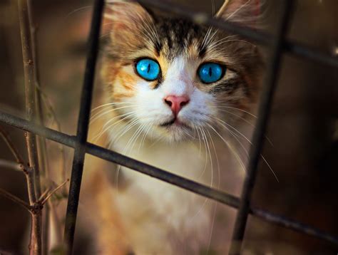 cat blue eyes wallpaperhd animals wallpapersk wallpapersimages
