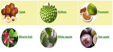 Juwita Blog Fruits List Of Exotic Fruits
