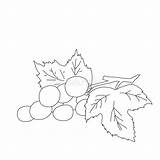 Grape sketch template