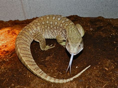 Savannah Monitor Facts And Pictures Reptile Fact