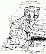 Coloring Cheetah Pages Print sketch template