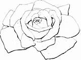 Rose Coloring Bud Pages Rosetta Red Getcolorings Getdrawings Colorings sketch template